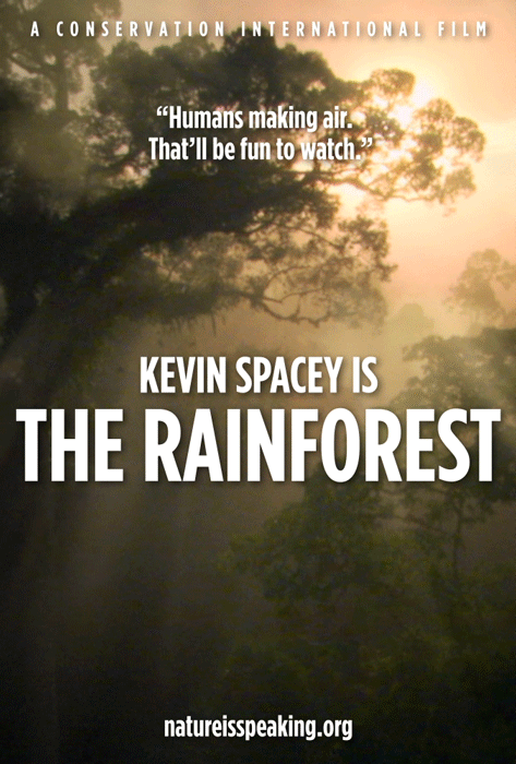 The Rainforest's cover